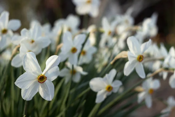 Белый Нарцисс Narcissus Poeticus Желтой Трубой Клумбе Белые Весенние Цветы — стоковое фото
