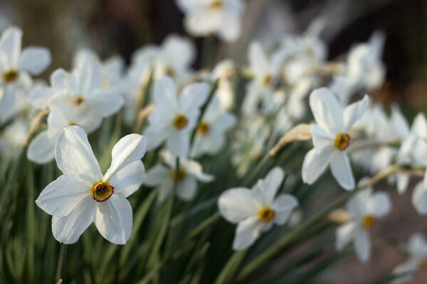 White narcissus (Narcissus poeticus) with yellow trumpet in the flowerbed. White spring flowers grow in the garden, Background