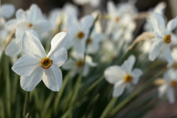 Белый Нарцисс Narcissus Poeticus Желтой Трубой Клумбе Белые Весенние Цветы — стоковое фото