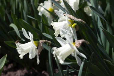 Çiçek tarlasında beyaz trompet açan beyaz narsistler. Beyaz bahar çiçekleri (nergisler) bahçede yetişir, çiçek arkaplanda.