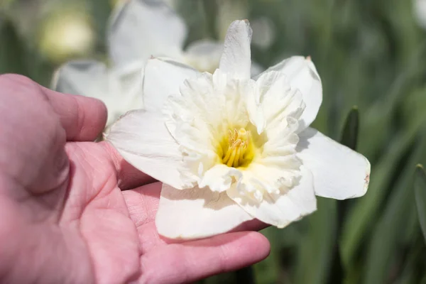 Çiçek Tarlasında Beyaz Trompet Açan Beyaz Narsisli Kadın Eli Beyaz — Stok fotoğraf