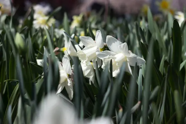 Белый Нарцисс Белой Трубой Цветет Клумбе Белые Весенние Цветы Нарциссы — стоковое фото