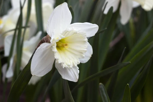 Narcisse Blanche Disséquée Avec Des Fleurs Trompette Blanche Dans Lit — Photo