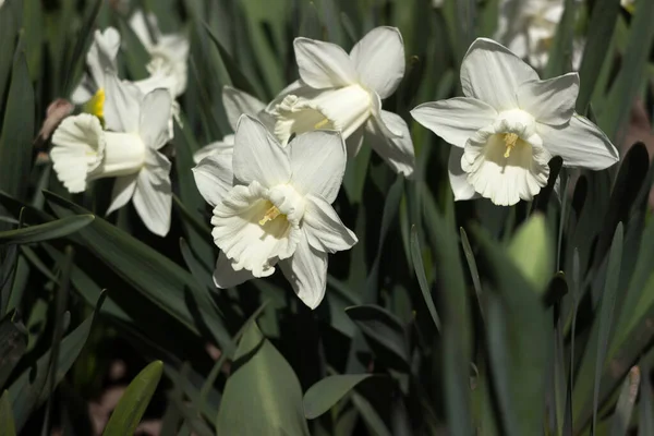 Biały Narcyz Białą Trąbką Rozkwita Kwietniku Białe Wiosenne Kwiaty Żonkile — Zdjęcie stockowe