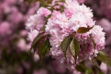 Kiraz ağacı ve narin çiçekleri, sakura. Pembe çiçek arkaplanı