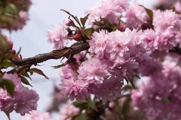 Цвіте Вишневе Дерево Ніжними Махровими Квітами Сакура Рожевий Квітковий Фон — стокове фото