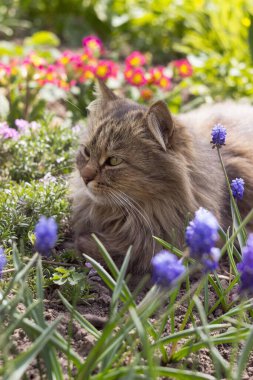 Bahçedeki çiçeklerin arasında gri tüylü bir kedi yatıyor. Evcil hayvanlar baharda mavi muskariler ve kırmızı çuha çiçekleri arasında dinlenir.