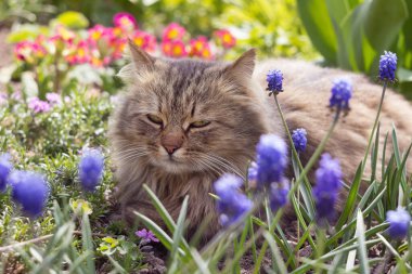 Bahçedeki çiçeklerin arasında gri tüylü bir kedi yatıyor. Evcil hayvanlar baharda mavi muskariler ve kırmızı çuha çiçekleri arasında dinlenir.