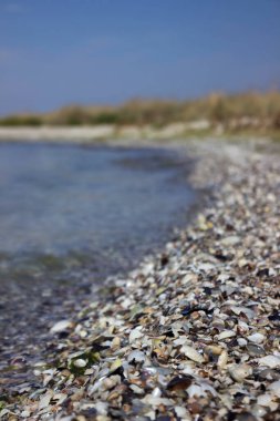 Bir sürü deniz kabuğu, arka plan. Kinburn Spit, Ukrayna 'da Karadeniz' den farklı deniz kabukları