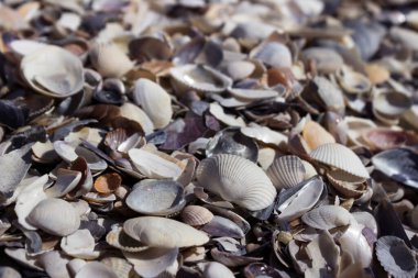 Bir sürü deniz kabuğu, arka plan. Kinburn Spit, Ukrayna 'da Karadeniz' den farklı deniz kabukları