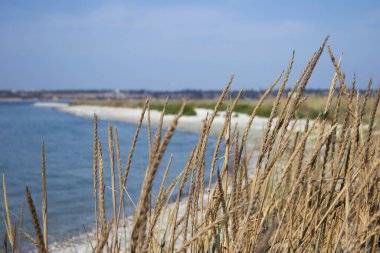 Denizin arka planında ve güneşli bir günde sarı çimen dikenleri. Kinburn Spit, Ukrayna