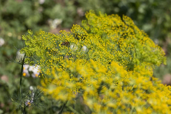Koperek Kwitnie Ogrodzie Letnim Pszczoła Zbiera Pyłek Roślinach Parasolowych Specjalność — Zdjęcie stockowe