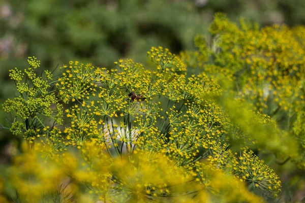 Floresce Jardim Verão Uma Abelha Recolhe Pólen Uma Planta Guarda — Fotografia de Stock