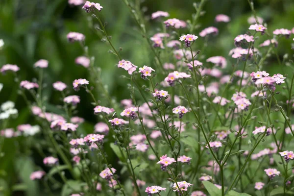忘记我的花 Myosotis Scorpioides 在春天的花园里绽放着精致的粉红色花朵 — 图库照片