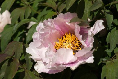 Paeonia Suffruticosa - çalılık beyaz-pembe şakayık. Büyük bahar çiçekleri açıyor.