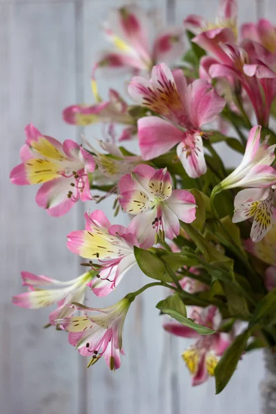 Bouquet from Alstremeria, gently pink flowers of Peruvian lily. Flowers for the holiday, white background