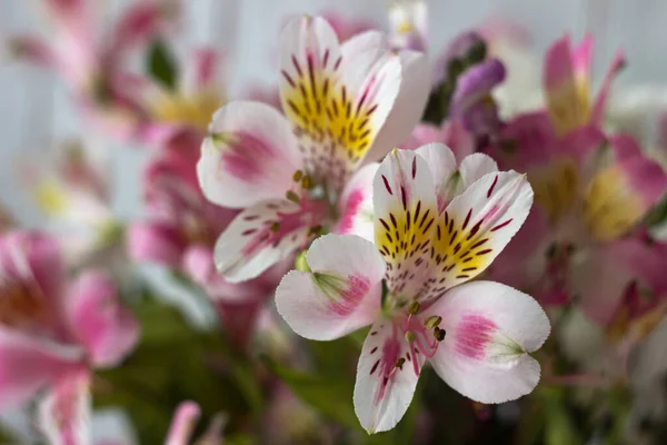 Bouquet from Alstremeria, gently pink flowers of Peruvian lily. Flowers for the holiday, background