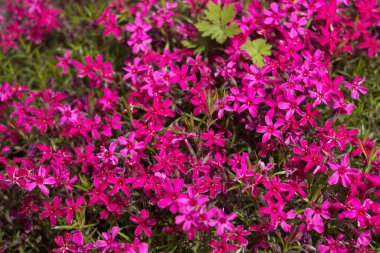 Pembe Phlox subulata (sürünen Phlox) - çiçek yataklarını süslemek için küçük pembe çiçeklerle sürünen bitki. Çiçek arka planı