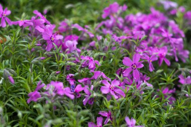  Leylak Phlox subulata (Ürpertici Phlox) - çiçek yataklarını süslemek için küçük pembe çiçeklerle sürünen bitki. Çiçek arka planı