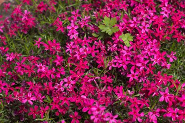 Pembe Phlox subulata (sürünen Phlox) - çiçek yataklarını süslemek için küçük pembe çiçeklerle sürünen bitki. Çiçek arka planı