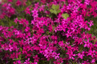 Pembe Phlox subulata (sürünen Phlox) - çiçek yataklarını süslemek için küçük pembe çiçeklerle sürünen bitki. Çiçek arka planı