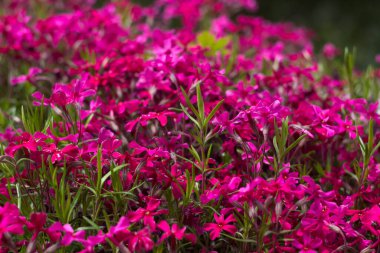 Pembe Phlox subulata (sürünen Phlox) - çiçek yataklarını süslemek için küçük pembe çiçeklerle sürünen bitki. Çiçek arka planı