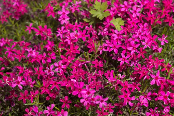 Pembe Phlox subulata (sürünen Phlox) - çiçek yataklarını süslemek için küçük pembe çiçeklerle sürünen bitki. Çiçek arka planı