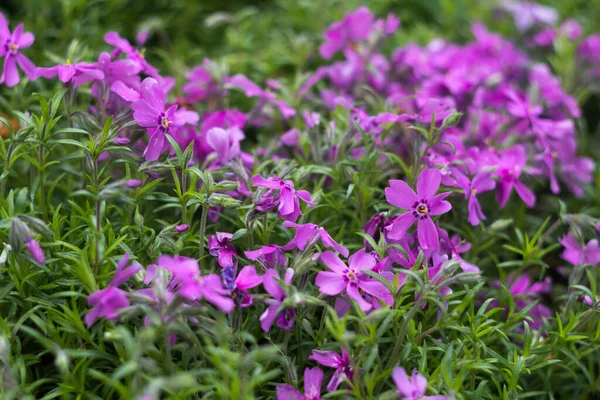  Leylak Phlox subulata (Ürpertici Phlox) - çiçek yataklarını süslemek için küçük pembe çiçeklerle sürünen bitki. Çiçek arka planı