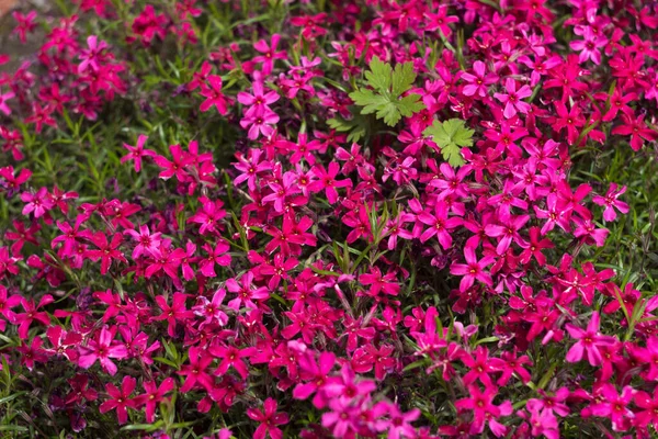 Pembe Phlox subulata (sürünen Phlox) - çiçek yataklarını süslemek için küçük pembe çiçeklerle sürünen bitki. Çiçek arka planı