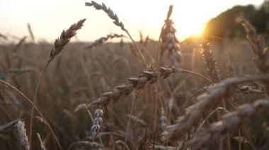 buğday saplarını günbatımında sallayarak