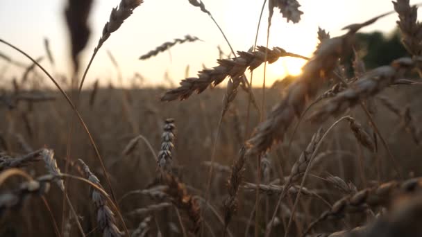 Размахивая стеблями пшеницы на закате — стоковое видео