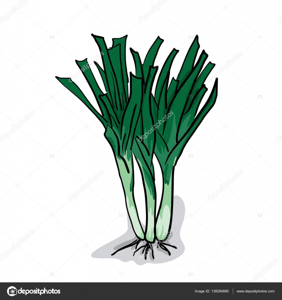 Get Vegetables Onion Drawing Stock Vector C Foontntd 138284680 For Android Wallpaper Vegetables Onion Drawing Stock Vector C Foontntd 138284680 For Android