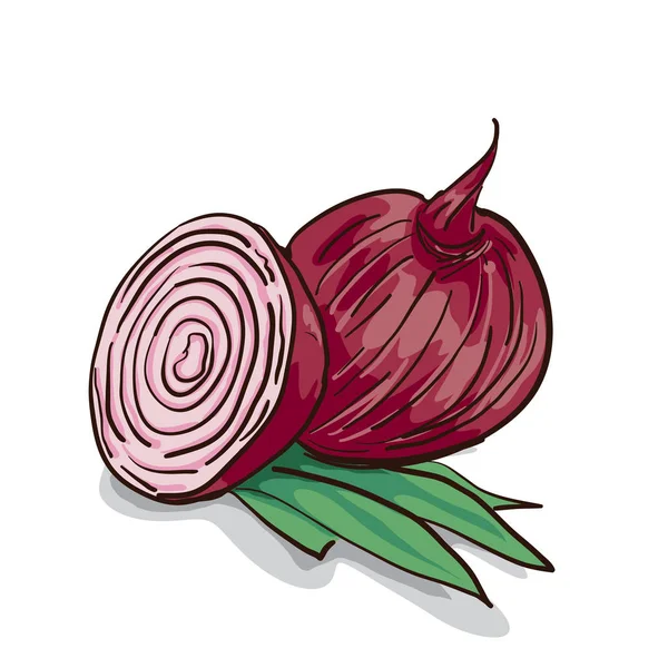 Zöldség gyöngyhagyma, rajz — Stock Vector