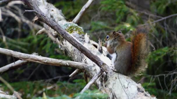 Eichhörnchen im Wald — Stockvideo