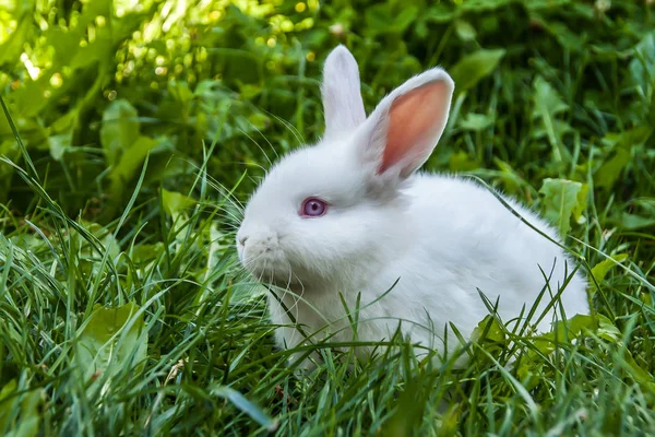 White rabbit outdoor — Stock Photo, Image