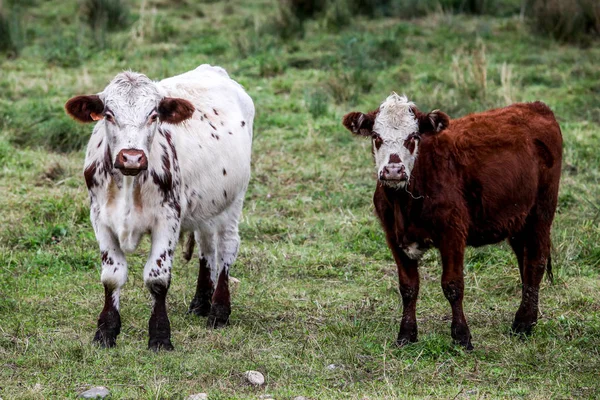 Two cow standing