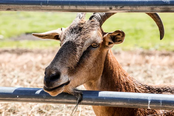 Goat head shot on farm — Stockfoto