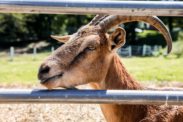 Goat head shot on farm — Stockfoto