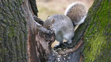 Close up from Grey squirrel on a tree eating food and leaving
