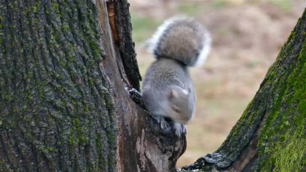 靠近灰松鼠 在树上吃着食物 — 图库视频影像