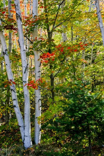 Березы Осенний Сезон Цветными Листьями — стоковое фото