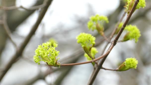Árbol Floreciente Primavera Cerca — Vídeos de Stock