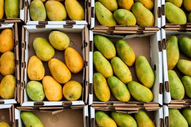 Piyasada kağıt para basan mangolar