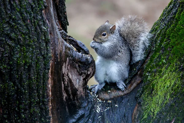 Ardilla Gris Comida Del Árbol Fiinding Temporada Invierno — Foto de Stock