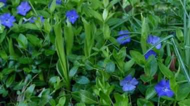 Bahçedeki bahar çiçekleri hareketle kapanır