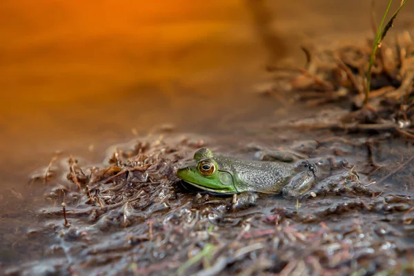 背後に人工日光のある水の緑のカエル — ストック写真