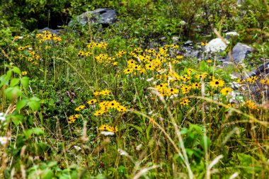 Yaz zamanında sarı renkli çiçekler