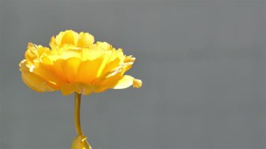 Dışarıda güzel sarı lale çiçeği var. 