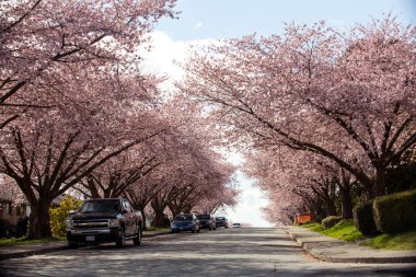 Vancouver, BC, Kanada, 4 Nisan 2020, Vancouver Burnaby 'nin boş bir caddesi COVID19 nedeniyle, baharda açan ağaçlar
