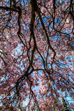 İlkbaharda açan pembe manolya ağacının dibinden bir manzara